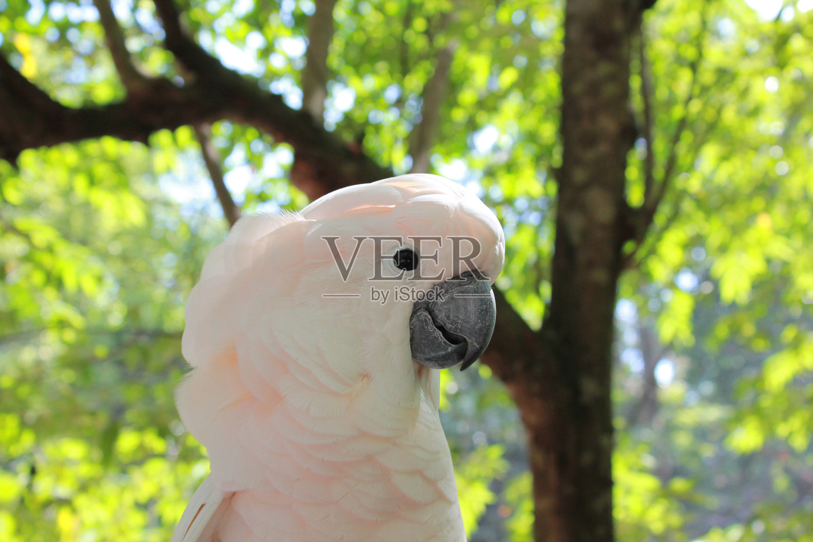 头小鹦鹉照片摄影图片