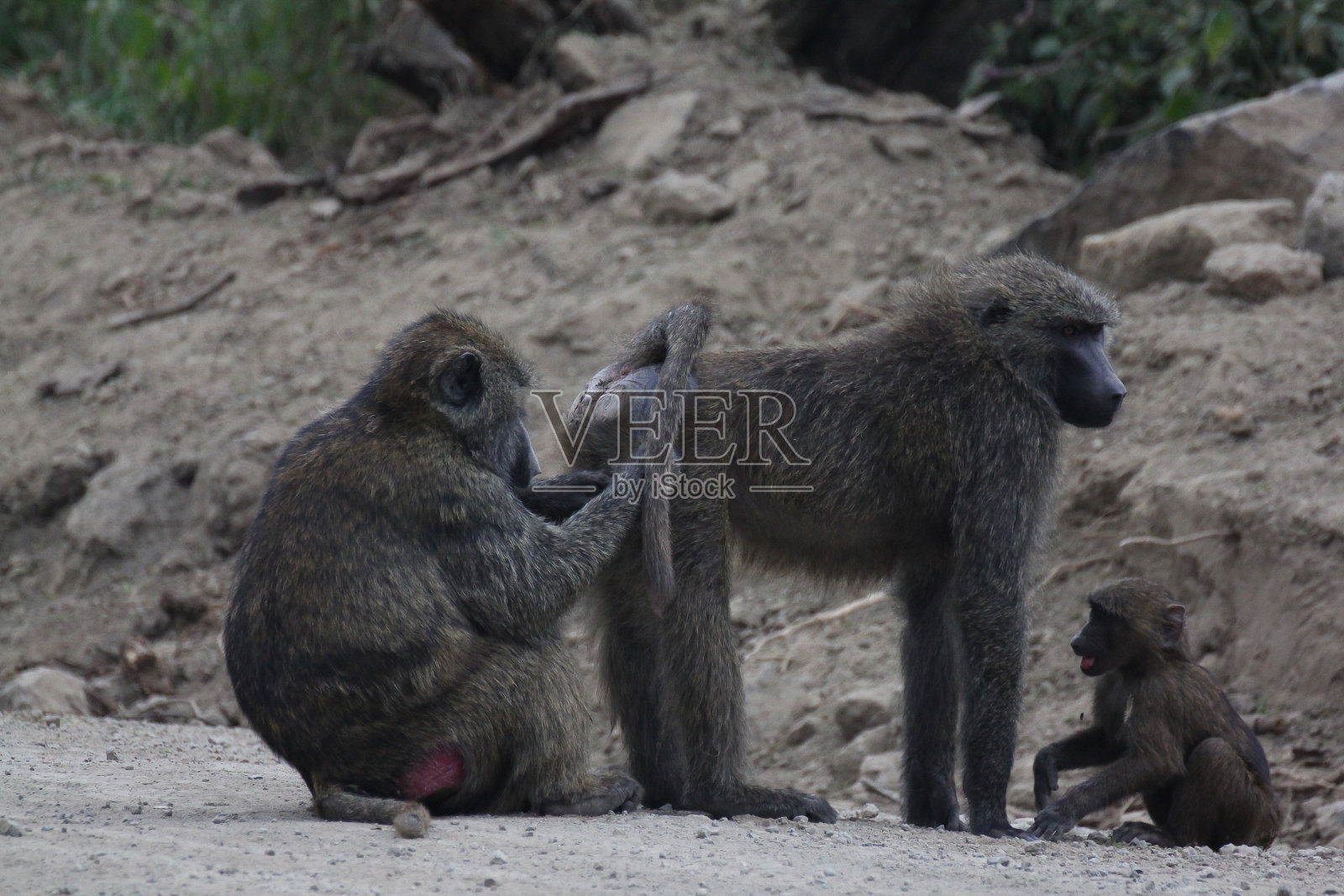 猴子摘虱子照片摄影图片