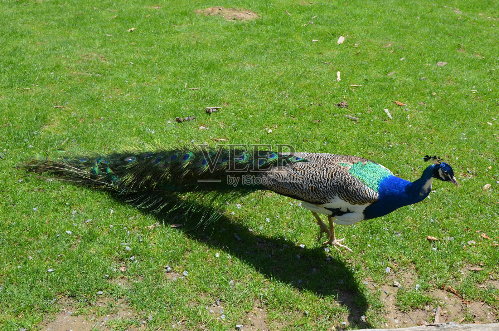 孔雀照片摄影图片