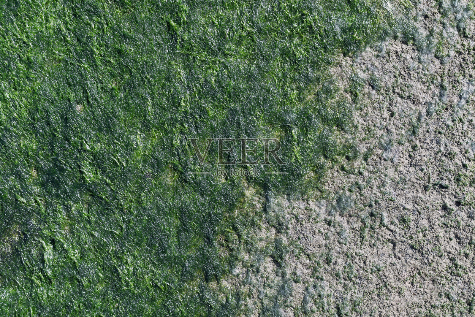 混凝土表面的绿色海藻照片摄影图片