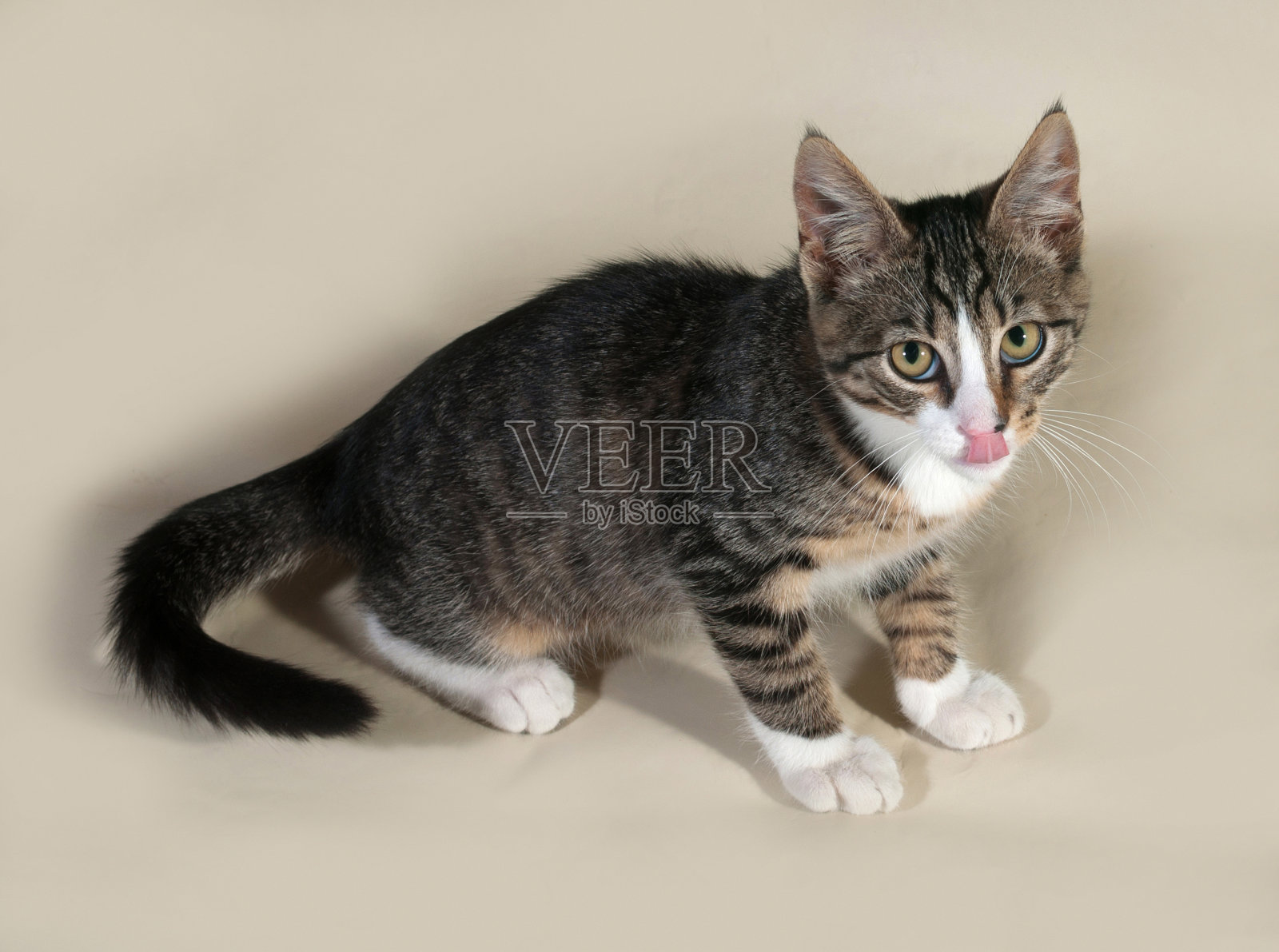 猫斑猫舔灰色照片摄影图片