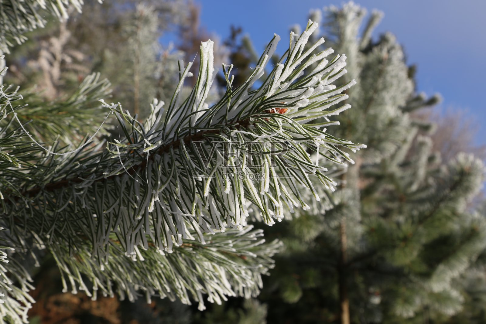 针照片摄影图片
