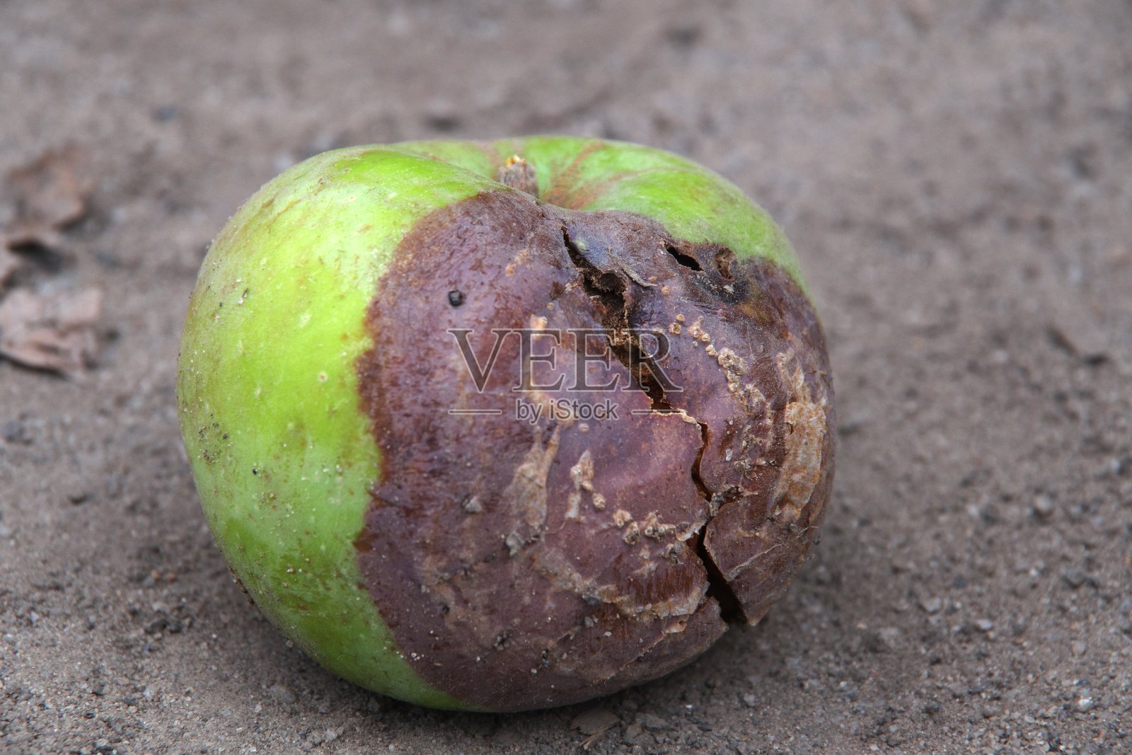 腐烂的苹果照片摄影图片