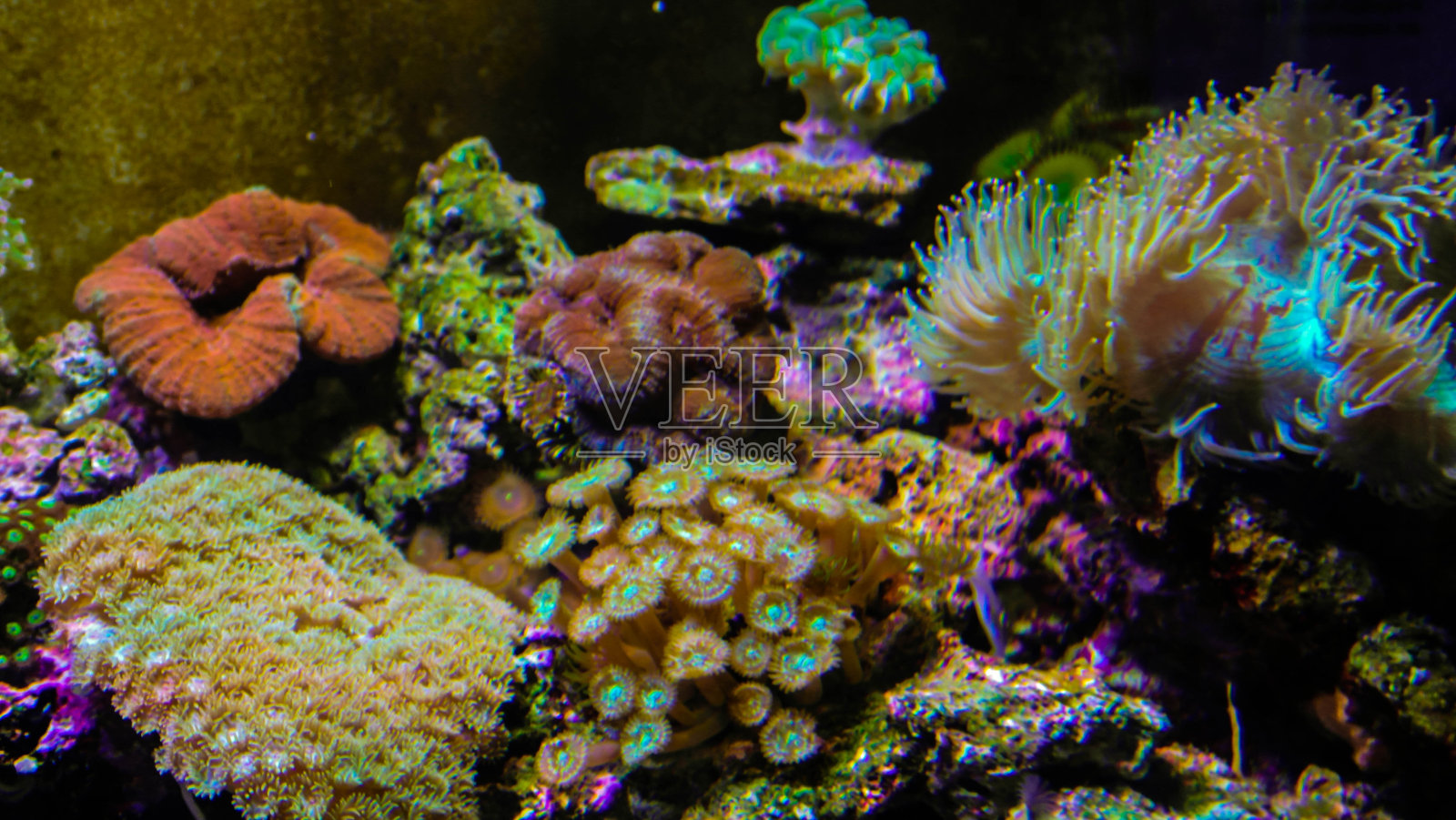 珊瑚和海葵照片摄影图片