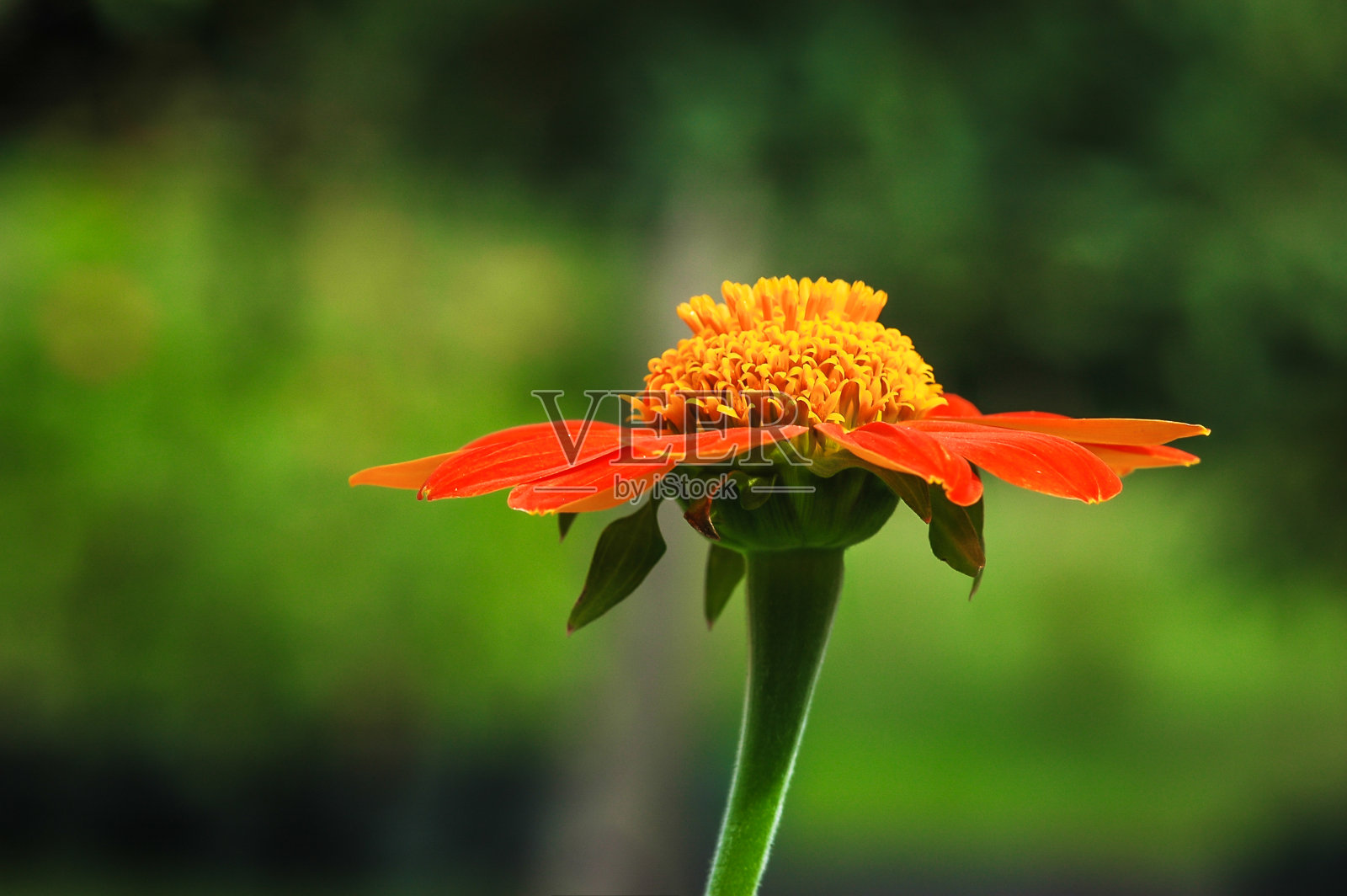 花照片摄影图片