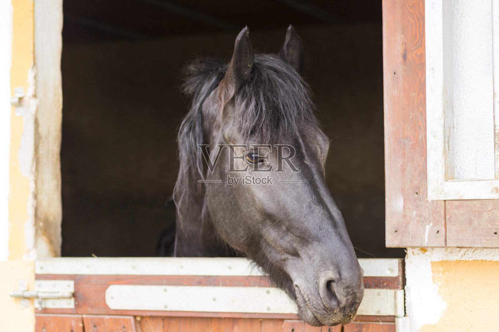 马在稳定照片摄影图片