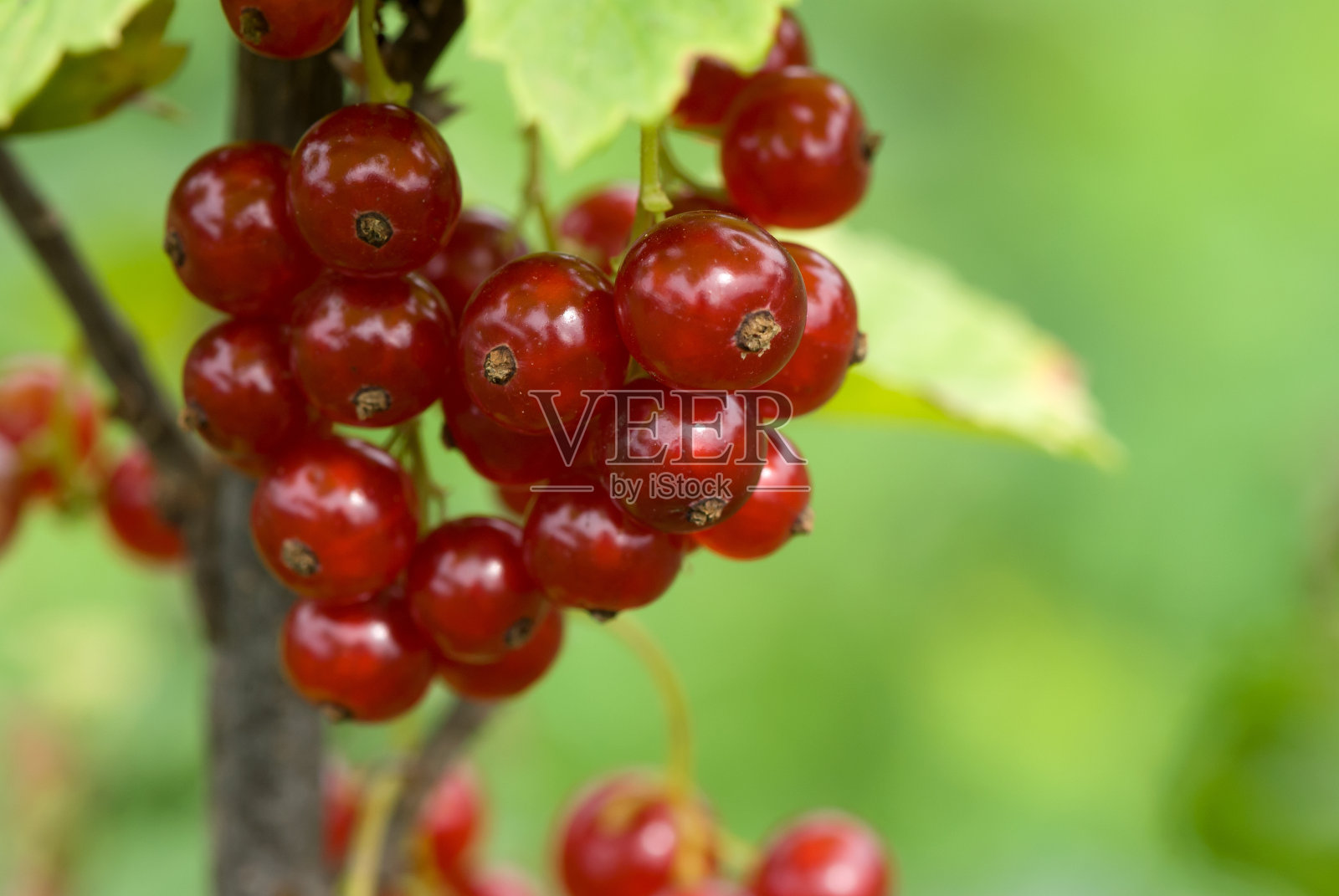 花园中的红醋栗浆果特写照片摄影图片