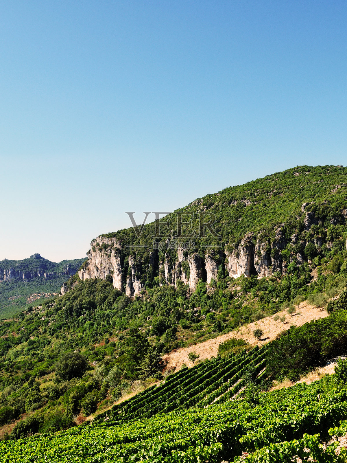 种植在高山上的葡萄园照片摄影图片
