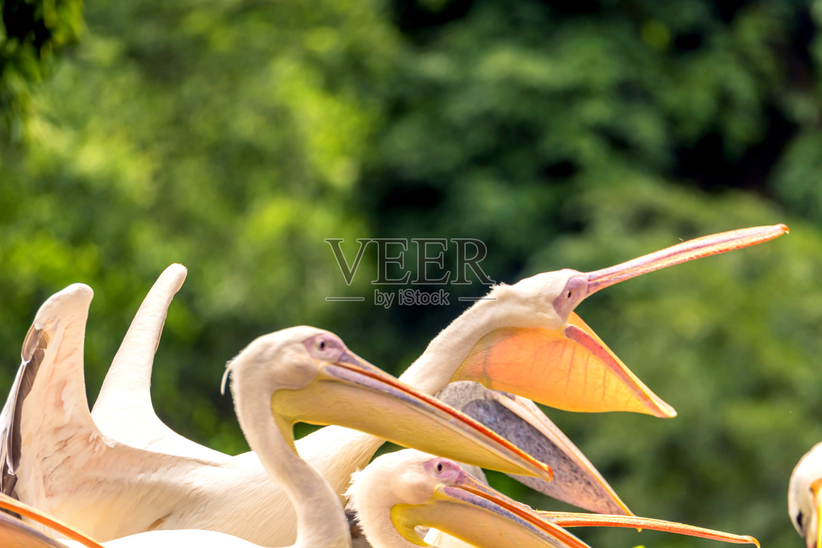 鹈鹕照片摄影图片