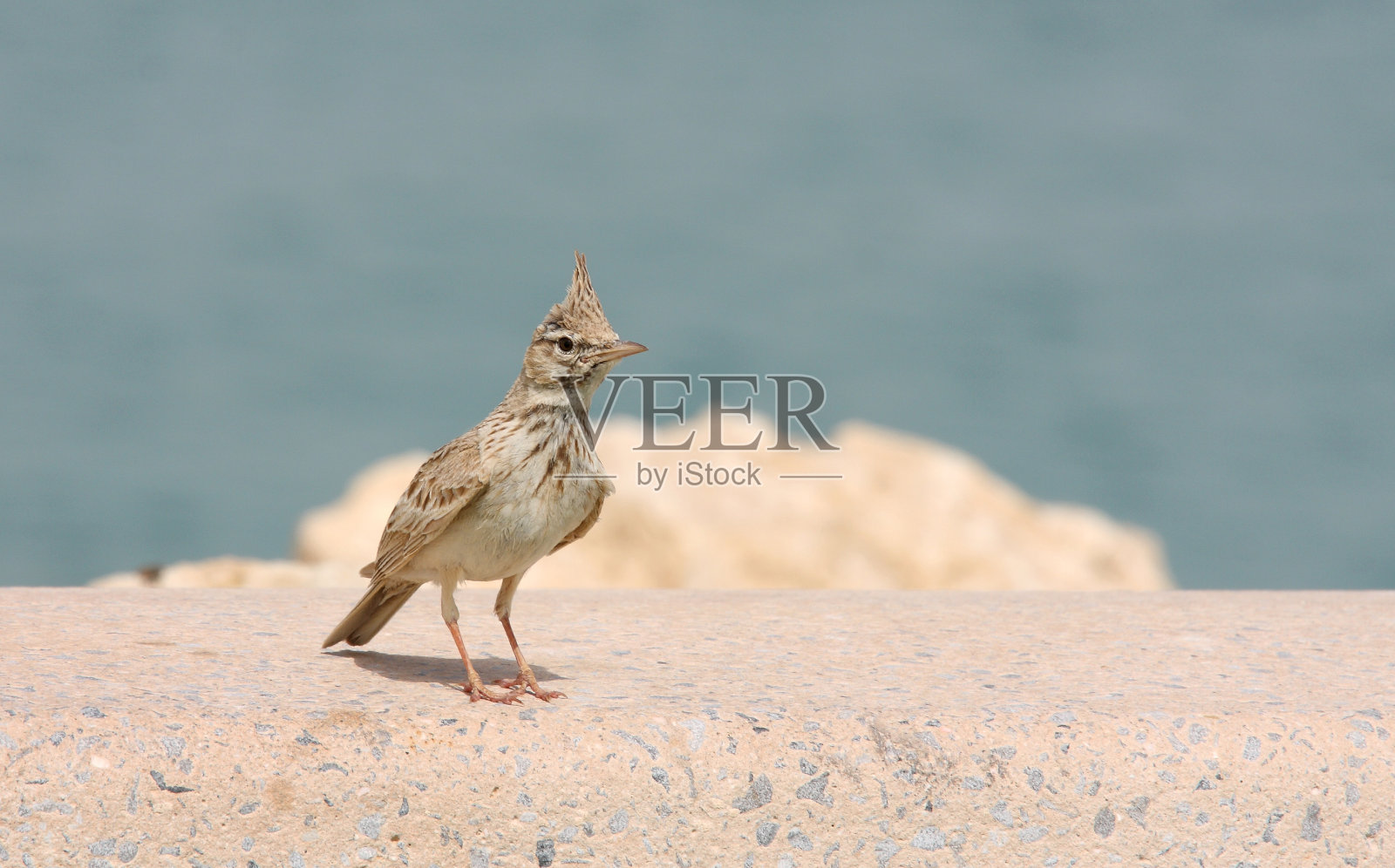 巴林美丽的凤头百灵鸟照片摄影图片