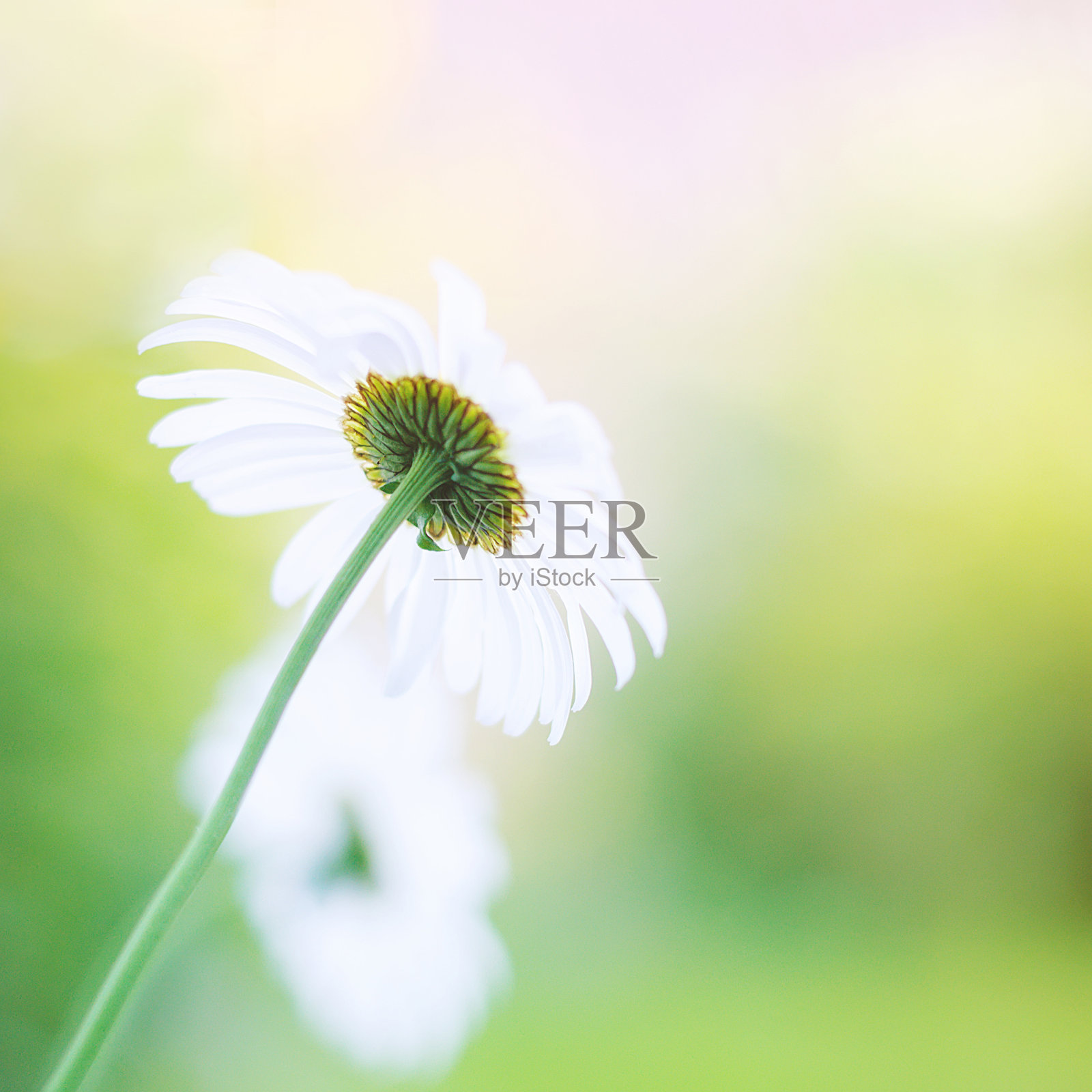 黛西照片摄影图片