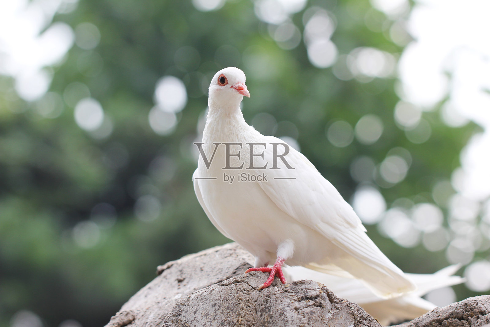 怀特在那里照片摄影图片