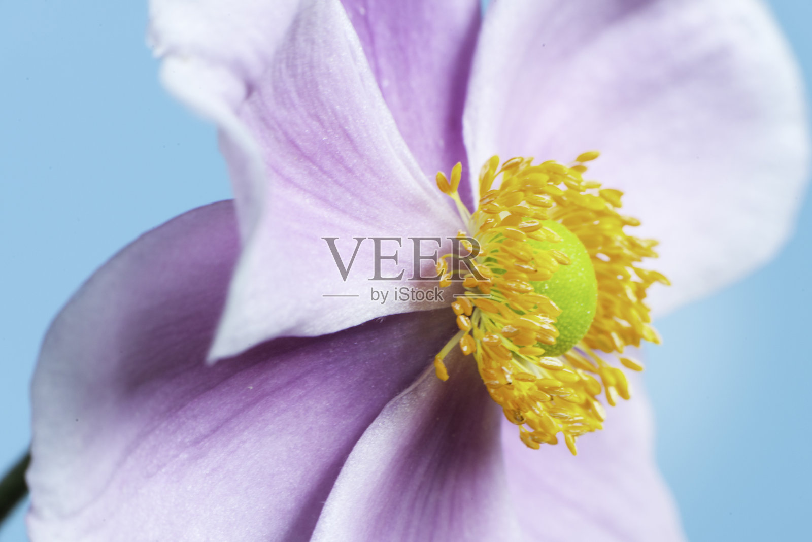 秋天日本海葵照片摄影图片