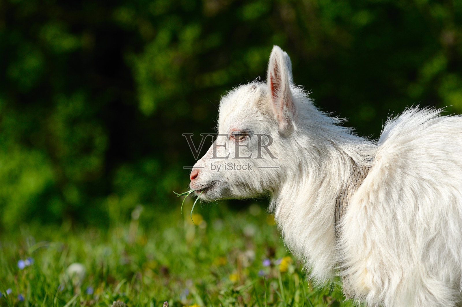 绿色草地上有趣的白色小山羊照片摄影图片
