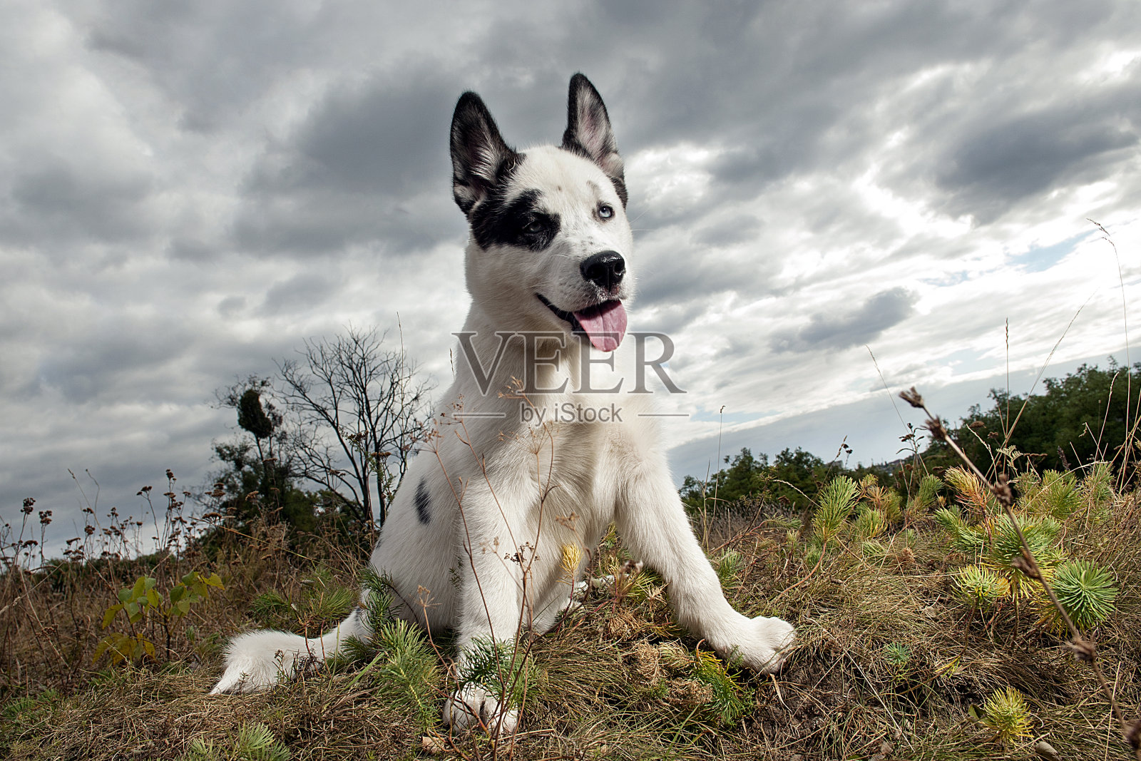 西伯利亚雪橇犬。照片摄影图片