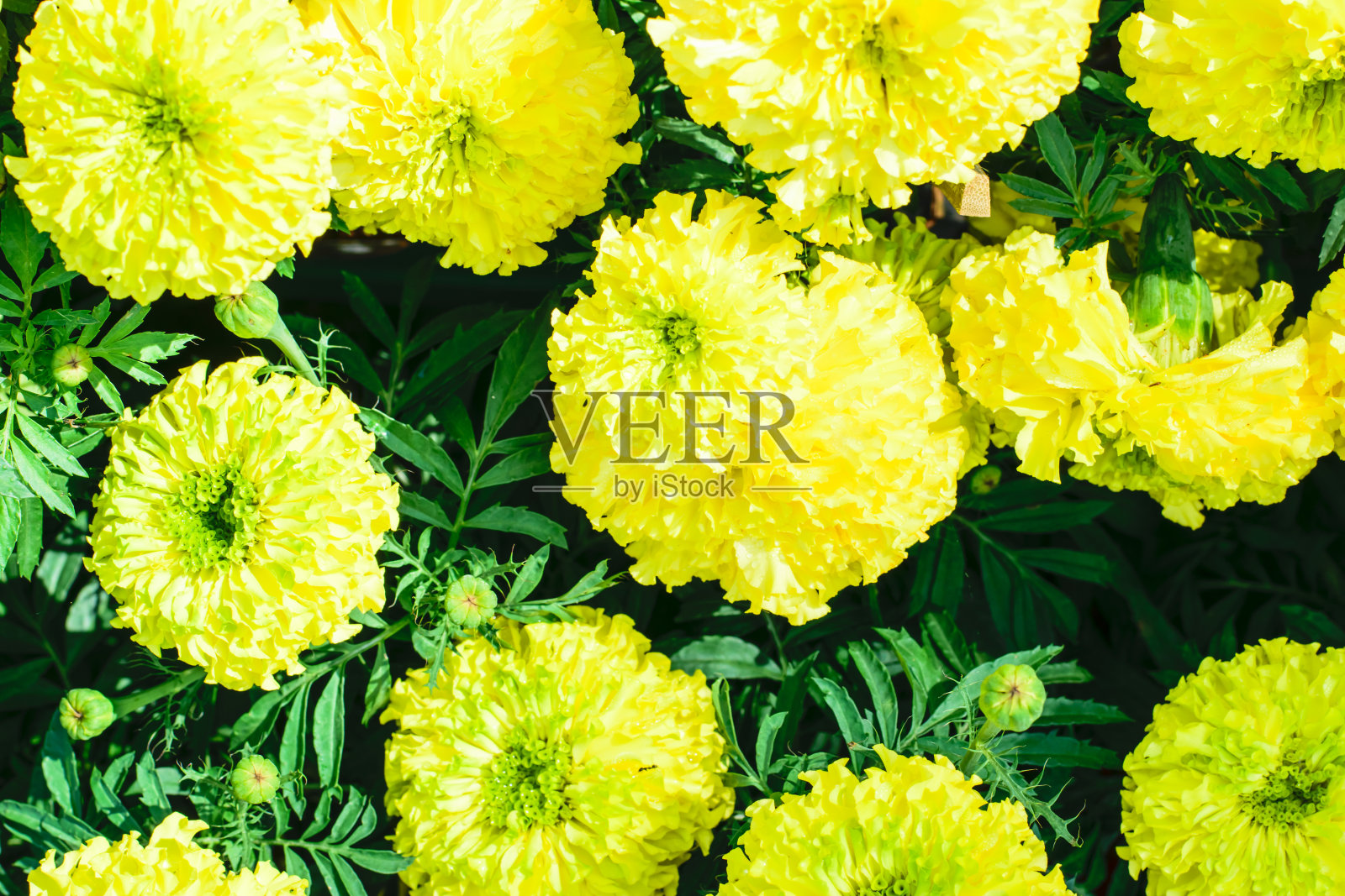 万寿菊黄色的花照片摄影图片