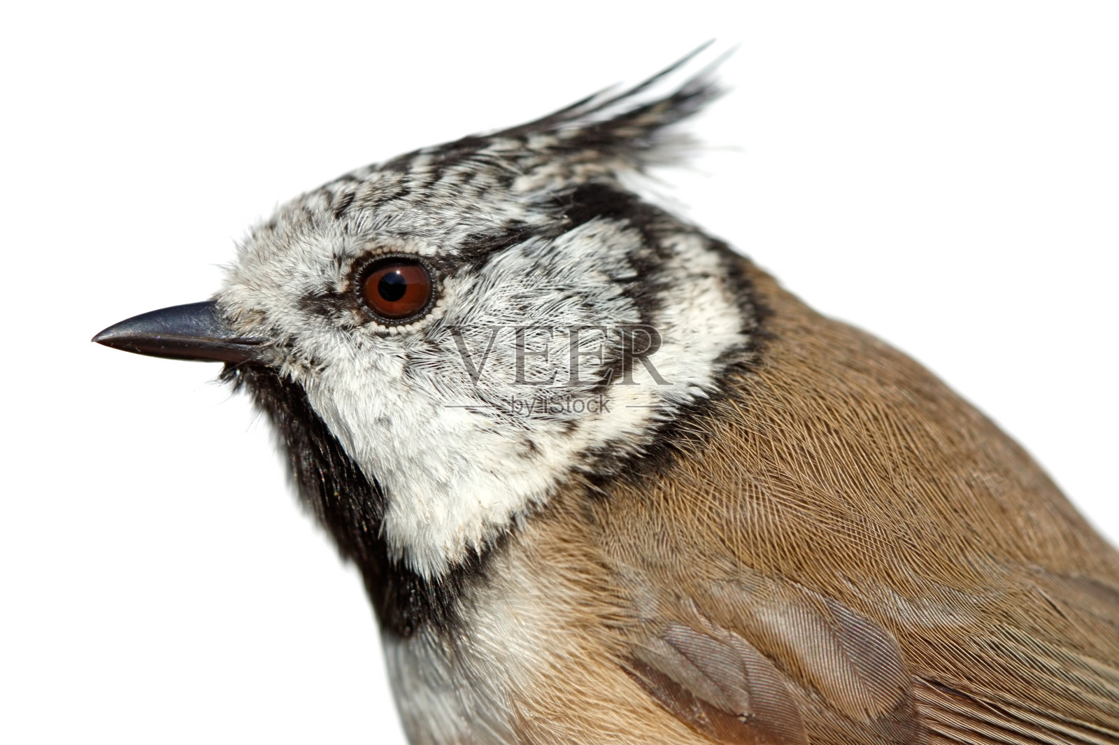 欧洲和世界冠毛山雀照片摄影图片