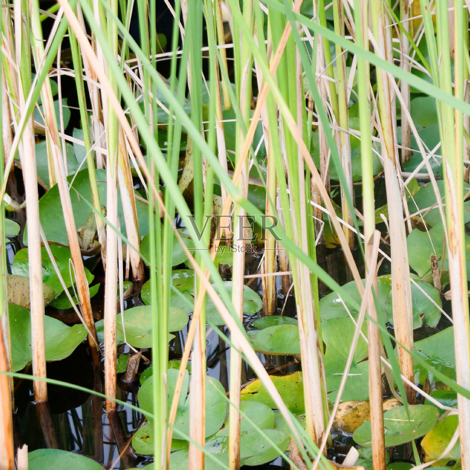 幸运的竹子照片摄影图片