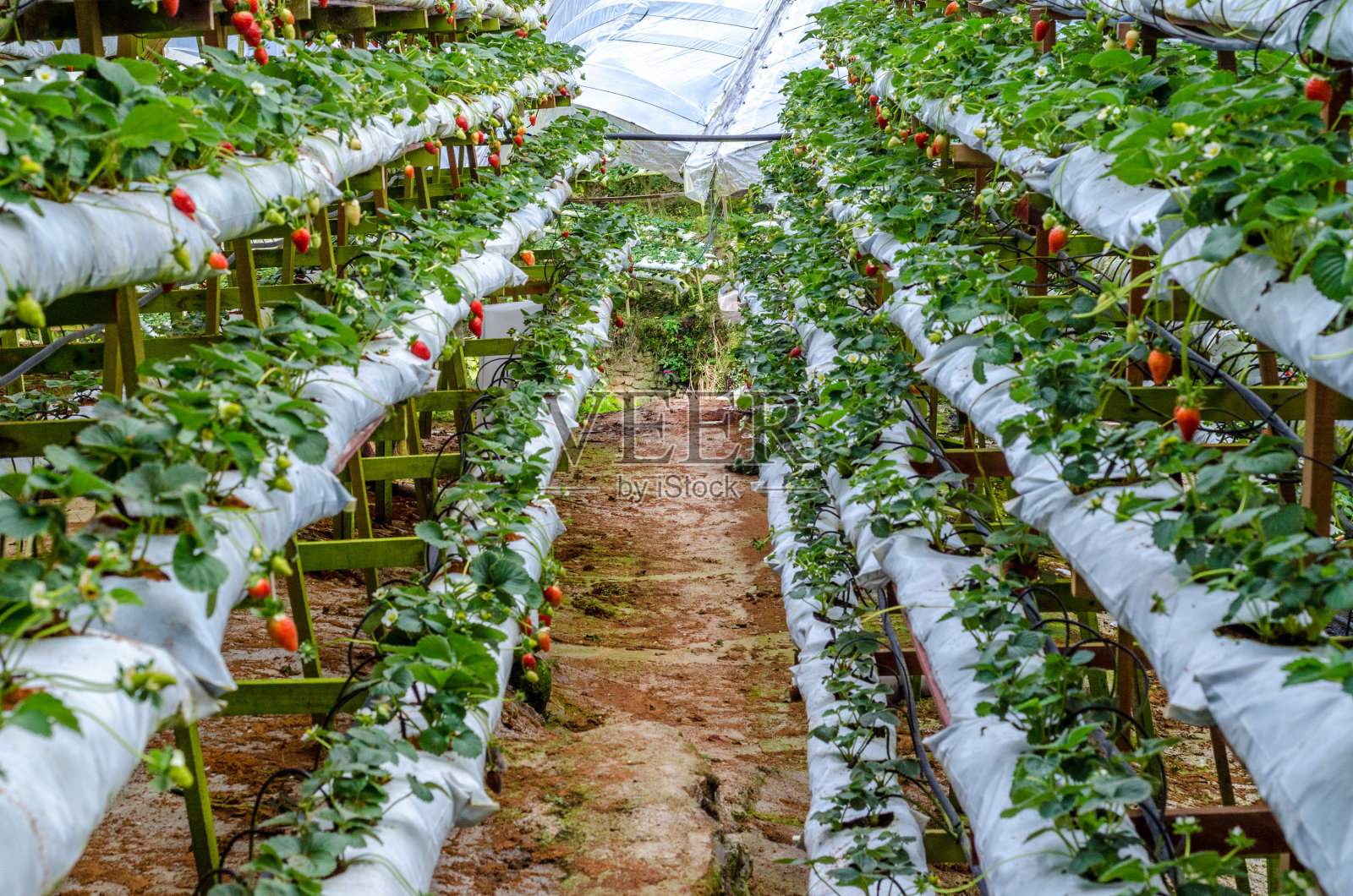 Straberry树照片摄影图片