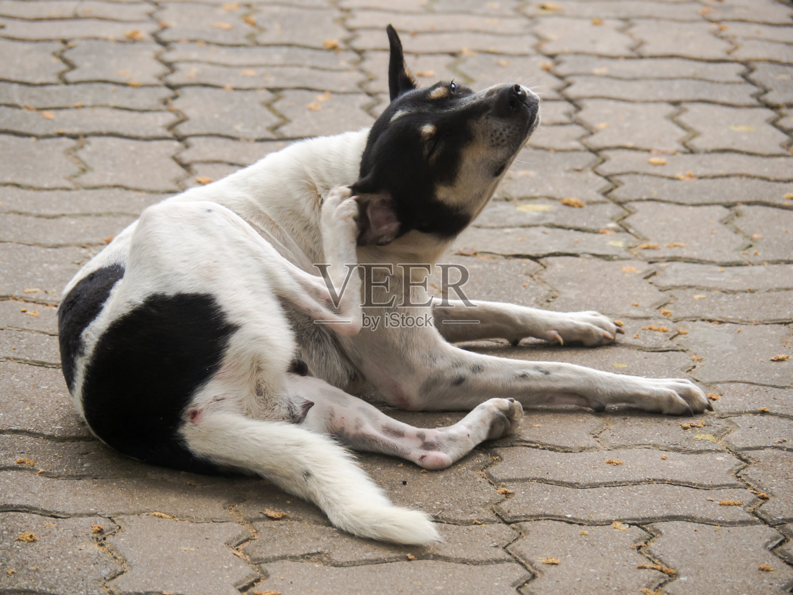 流浪狗。照片摄影图片