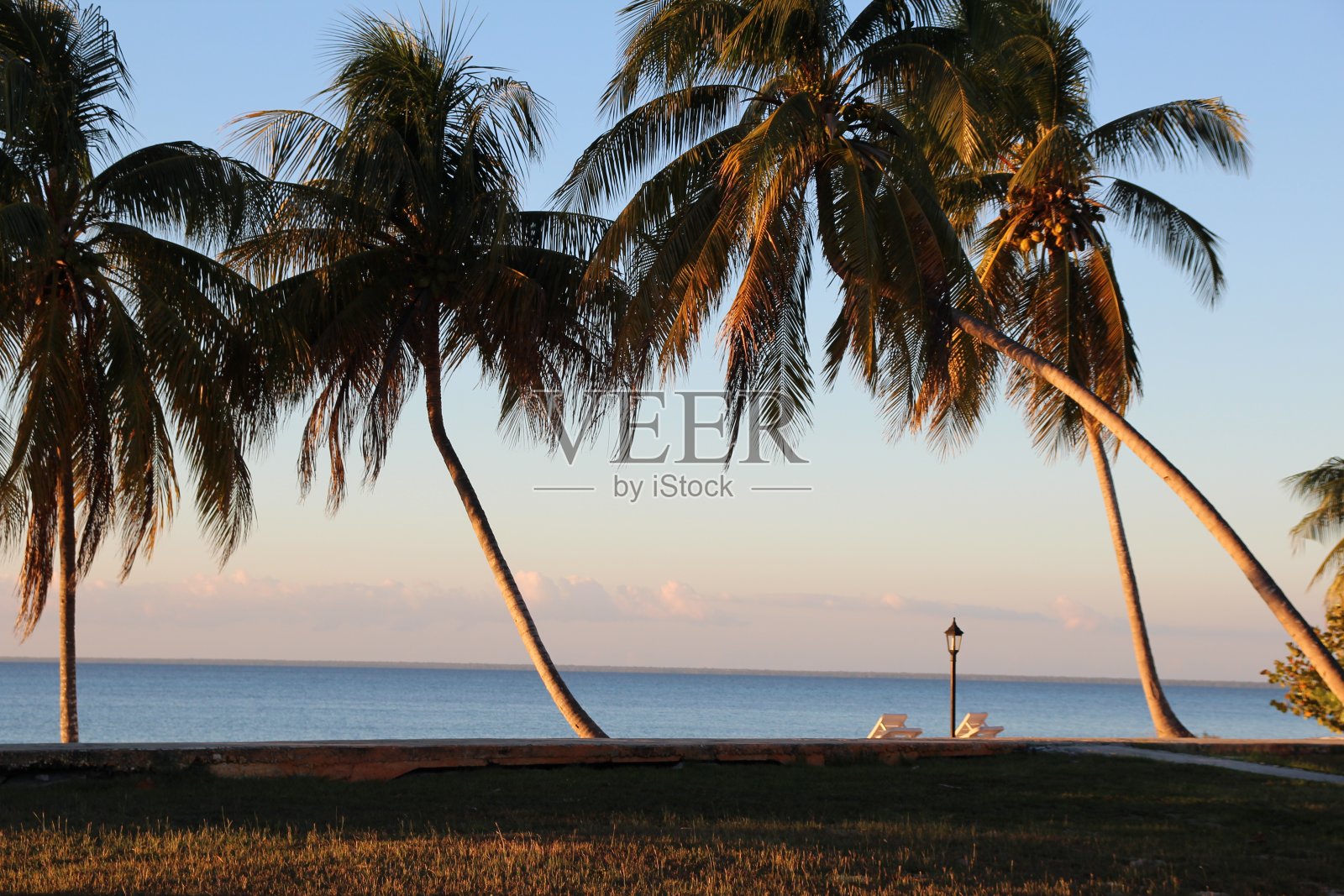 古巴:旅游，棕榈树，可以俯瞰海滩和海水的日光浴床。照片摄影图片