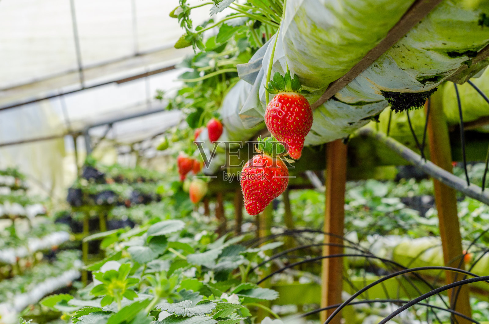 Straberry树照片摄影图片