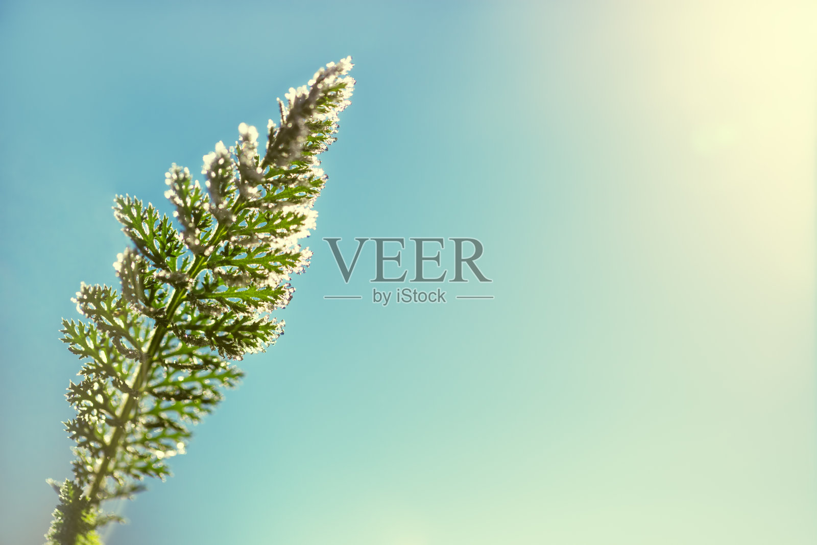 松枝上结满了白霜照片摄影图片