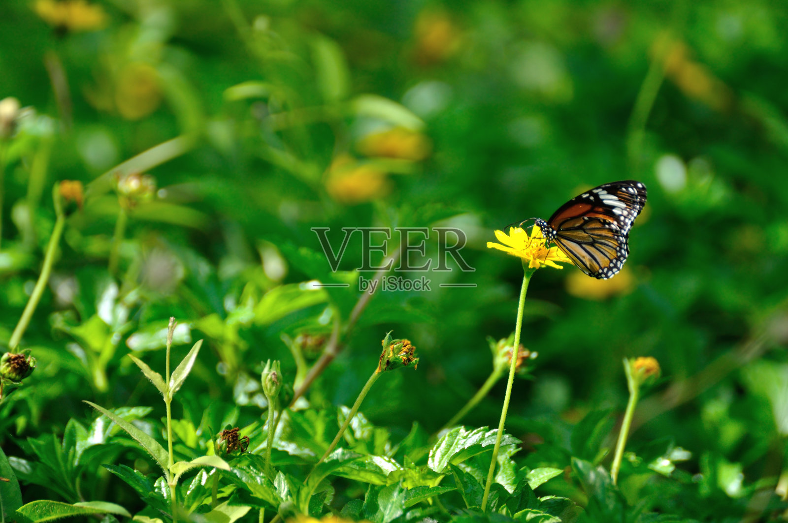 普通虎蝶群集在黄硫宇宙花上。照片摄影图片