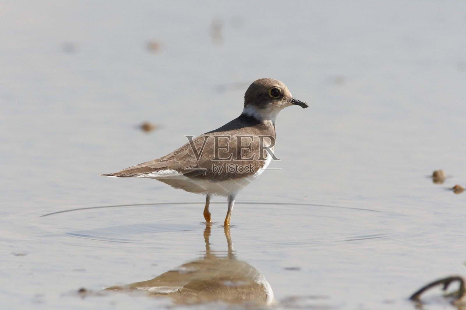 小环千鸟照片摄影图片