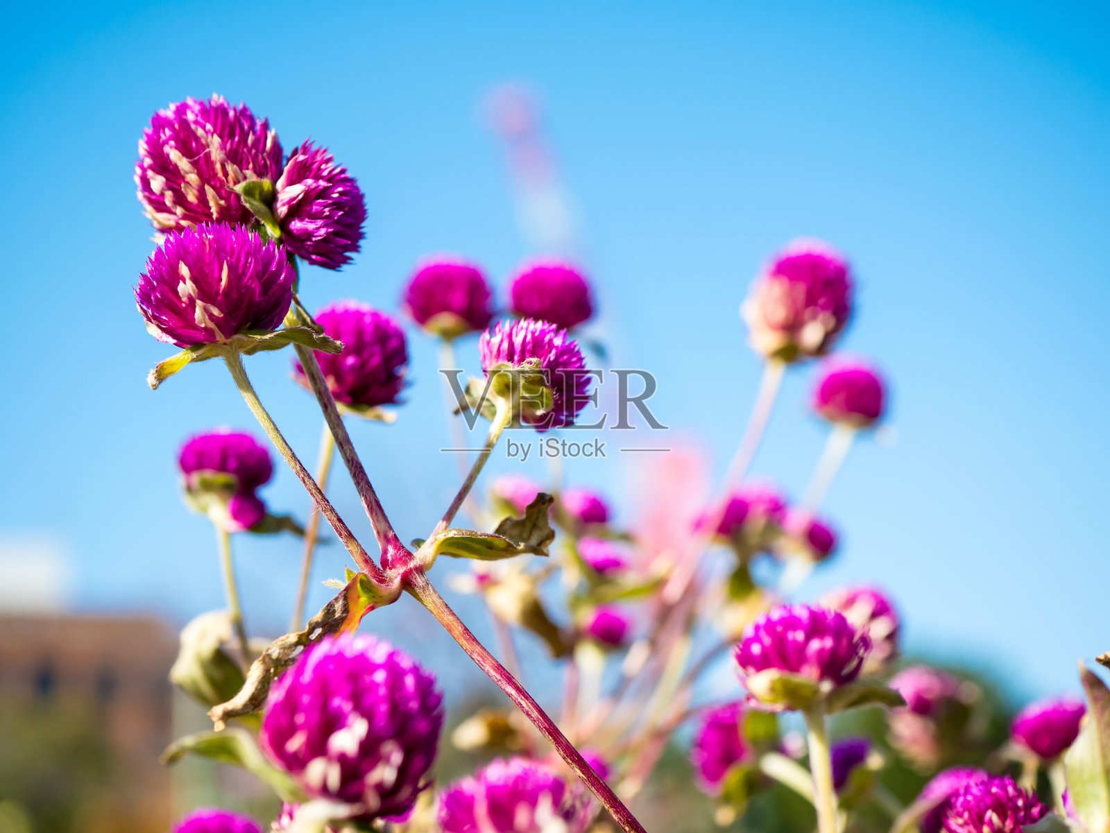 花照片摄影图片