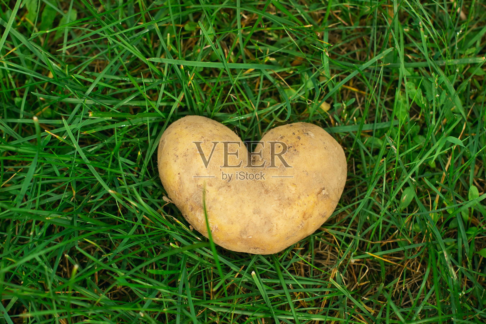 夏日绿草如茵的心形土豆。照片摄影图片