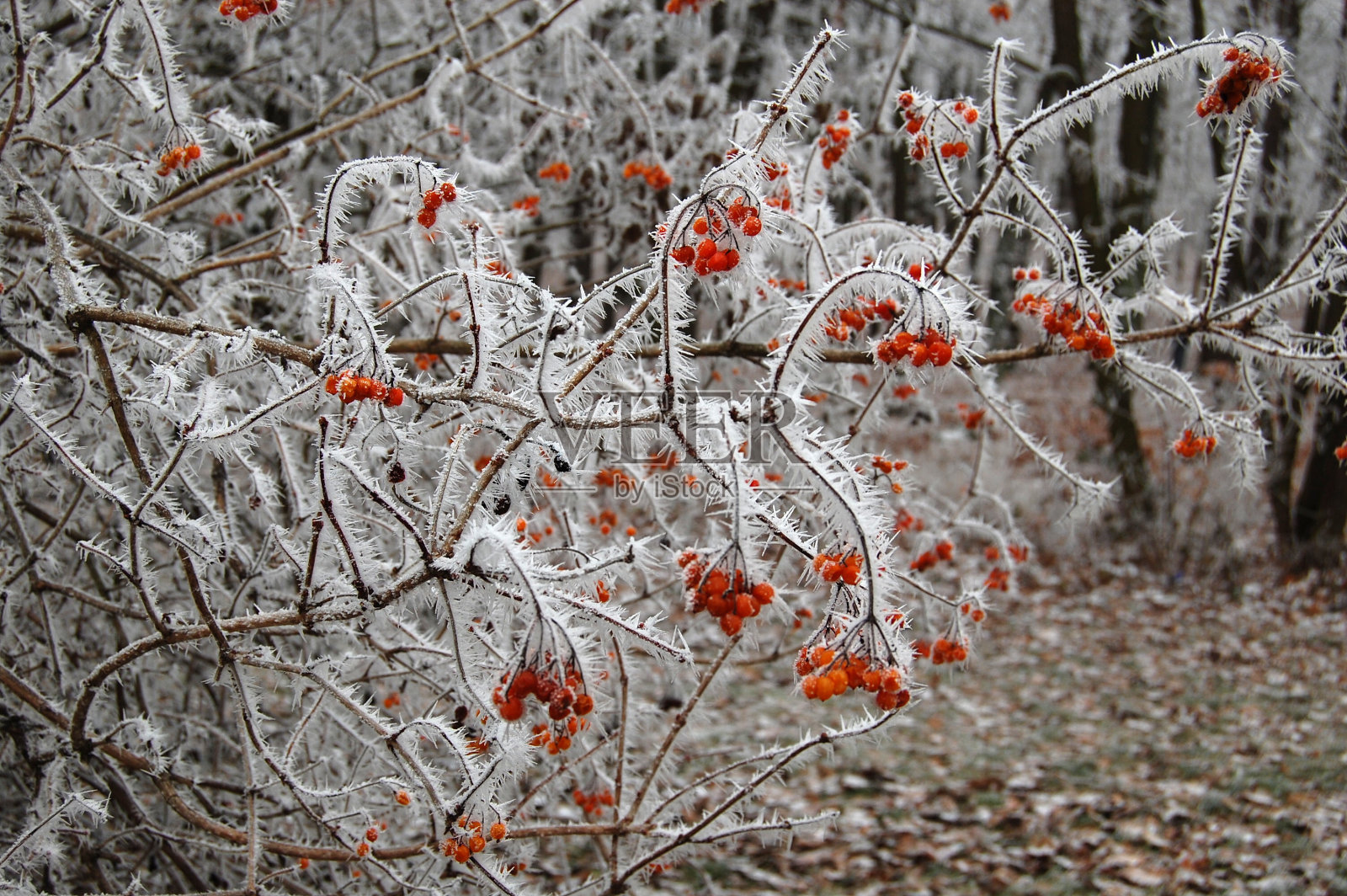 灌木上的冻雾照片摄影图片
