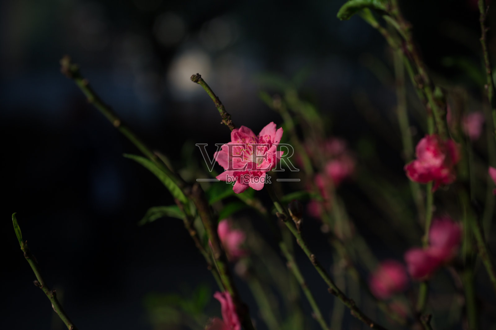 春天的花园里，樱花盛开，桃花盛开照片摄影图片