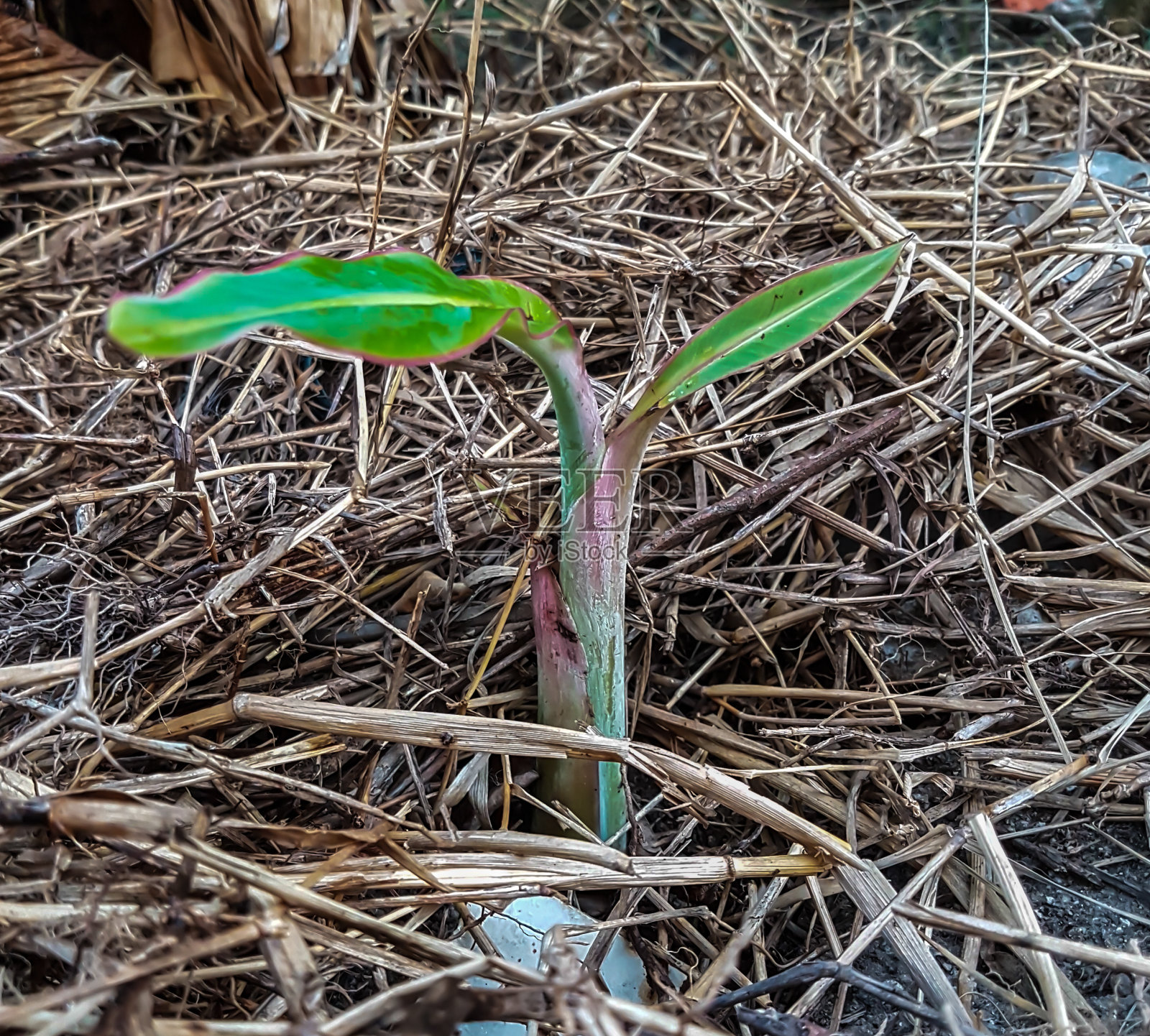 绿色的树苗。照片摄影图片