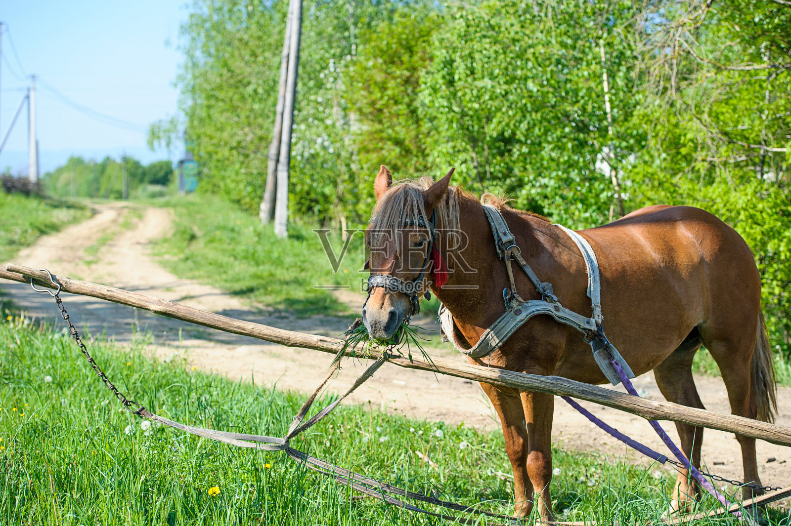 马在草地上。夏天的一天照片摄影图片