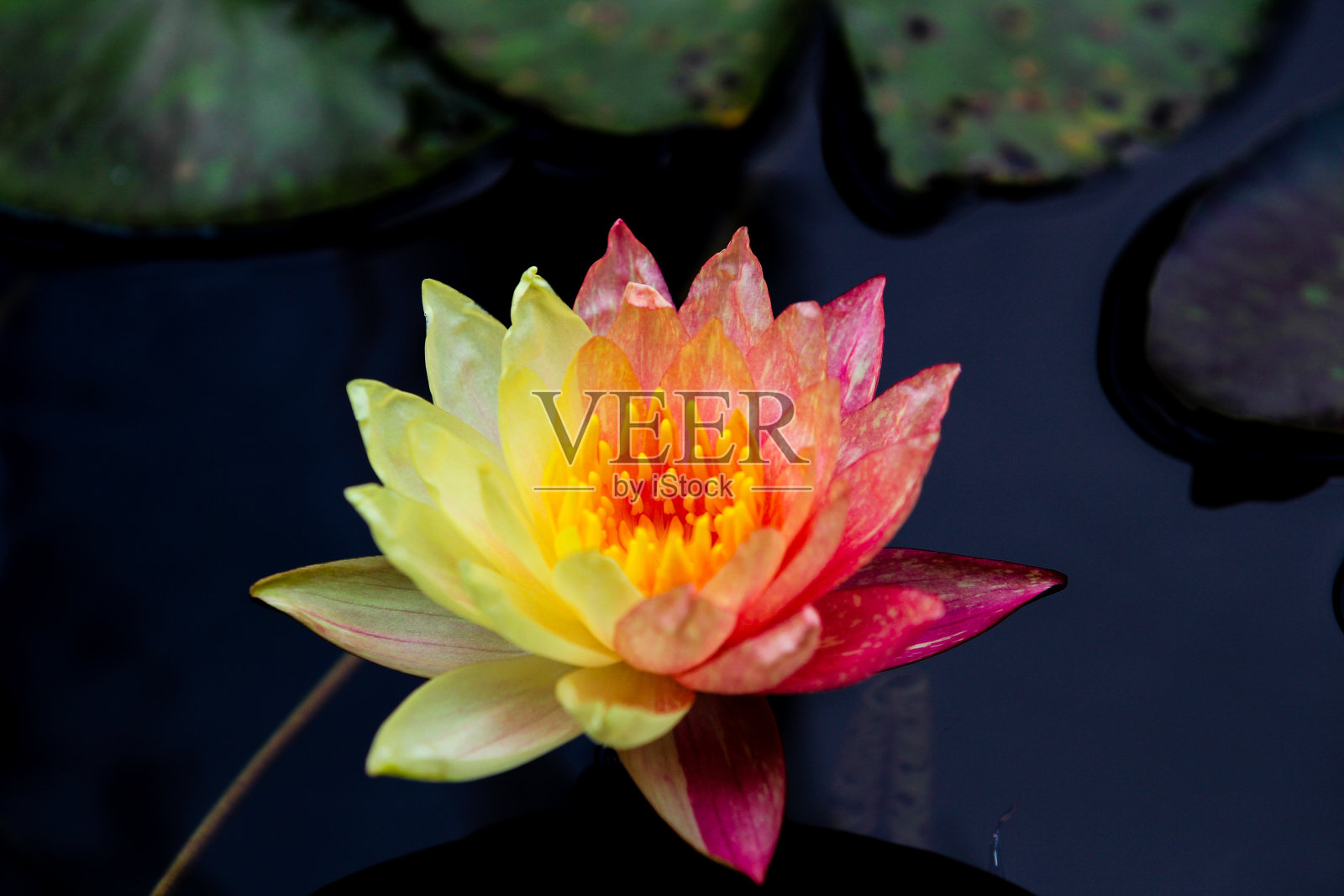 两个音调睡莲照片摄影图片