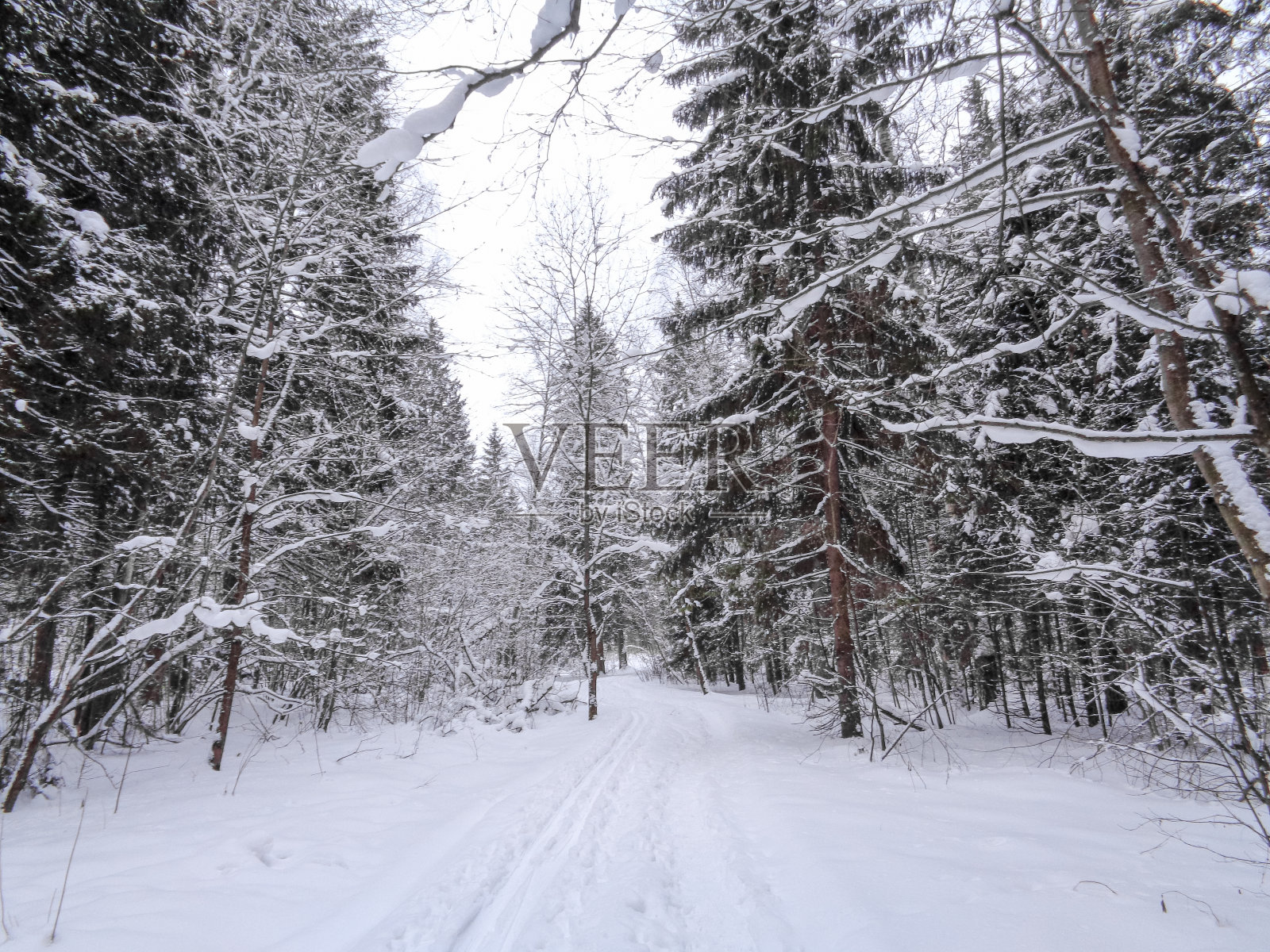 冬天白雪皑皑的森林中有淡淡的雾照片摄影图片
