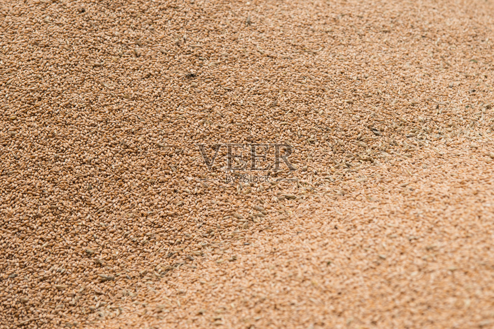 小麦照片摄影图片