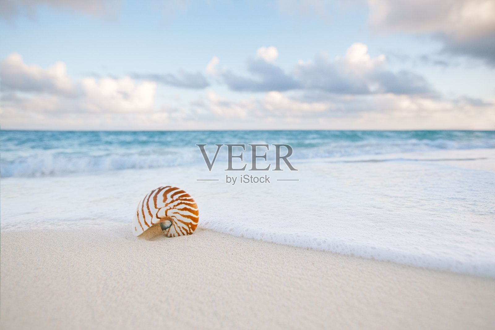 鹦鹉螺海贝壳在金色的沙滩上柔软照片摄影图片