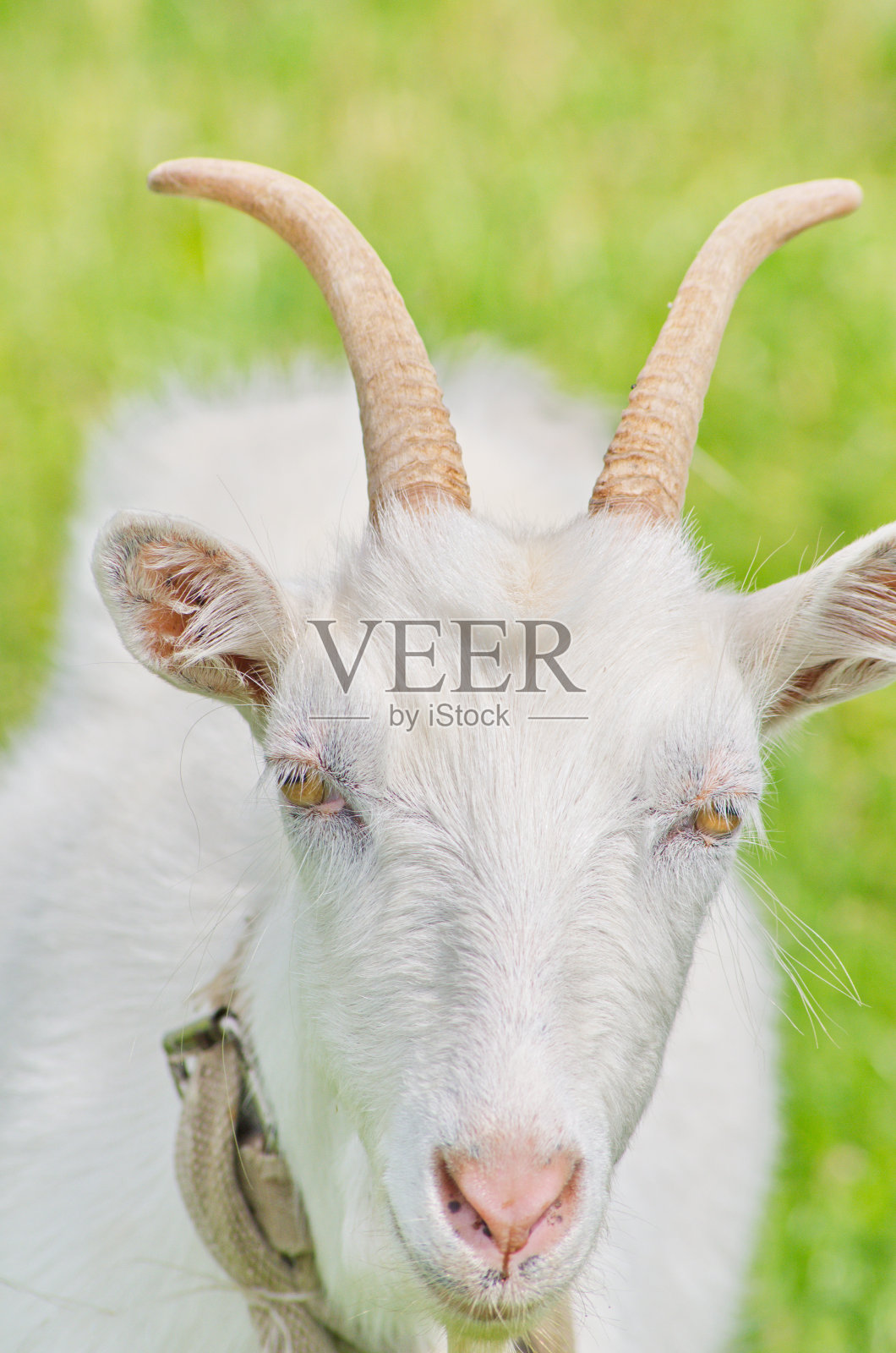 山羊照片摄影图片