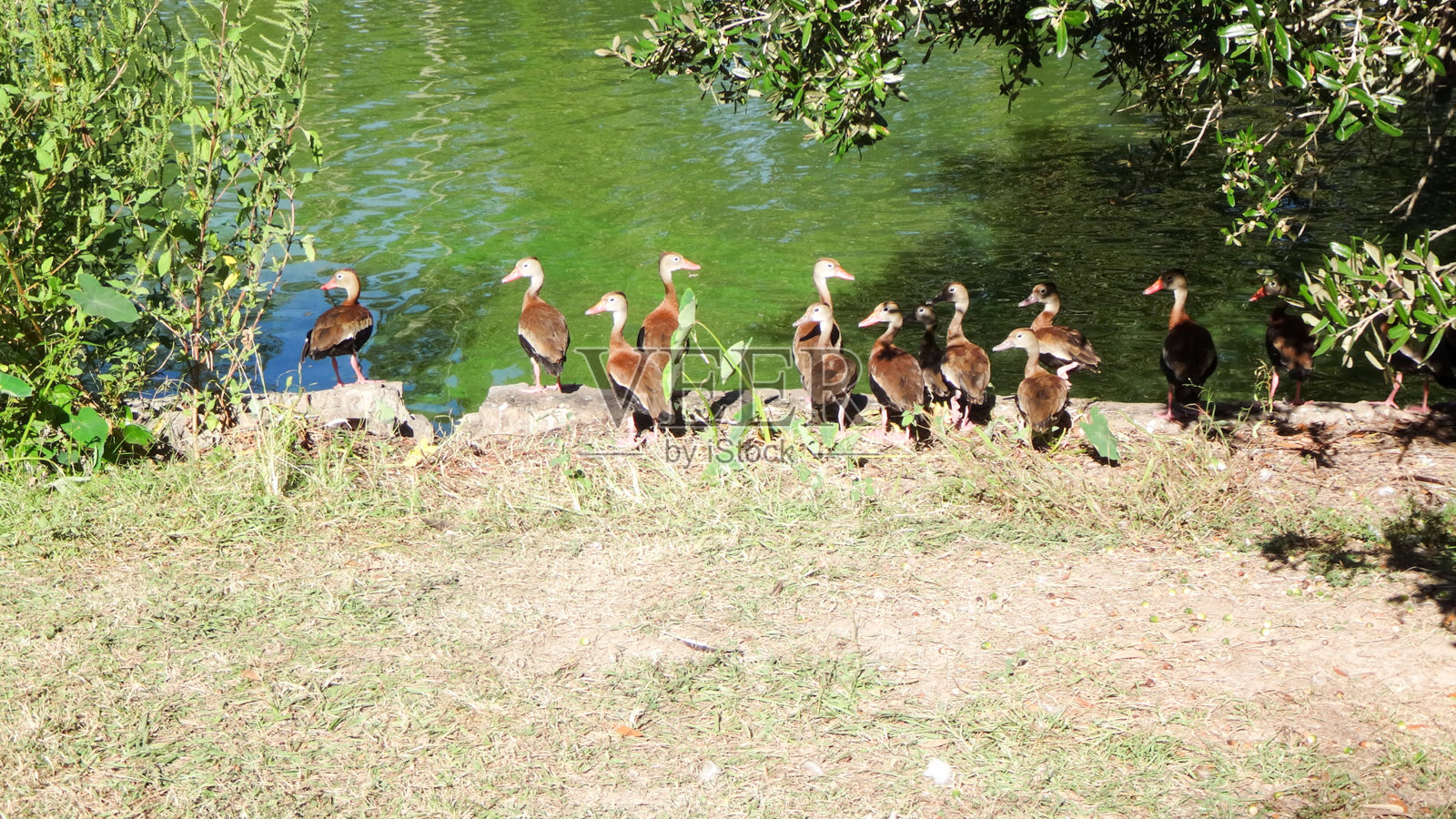 鸟儿聚集在新奥尔良著名的奥杜邦公园照片摄影图片