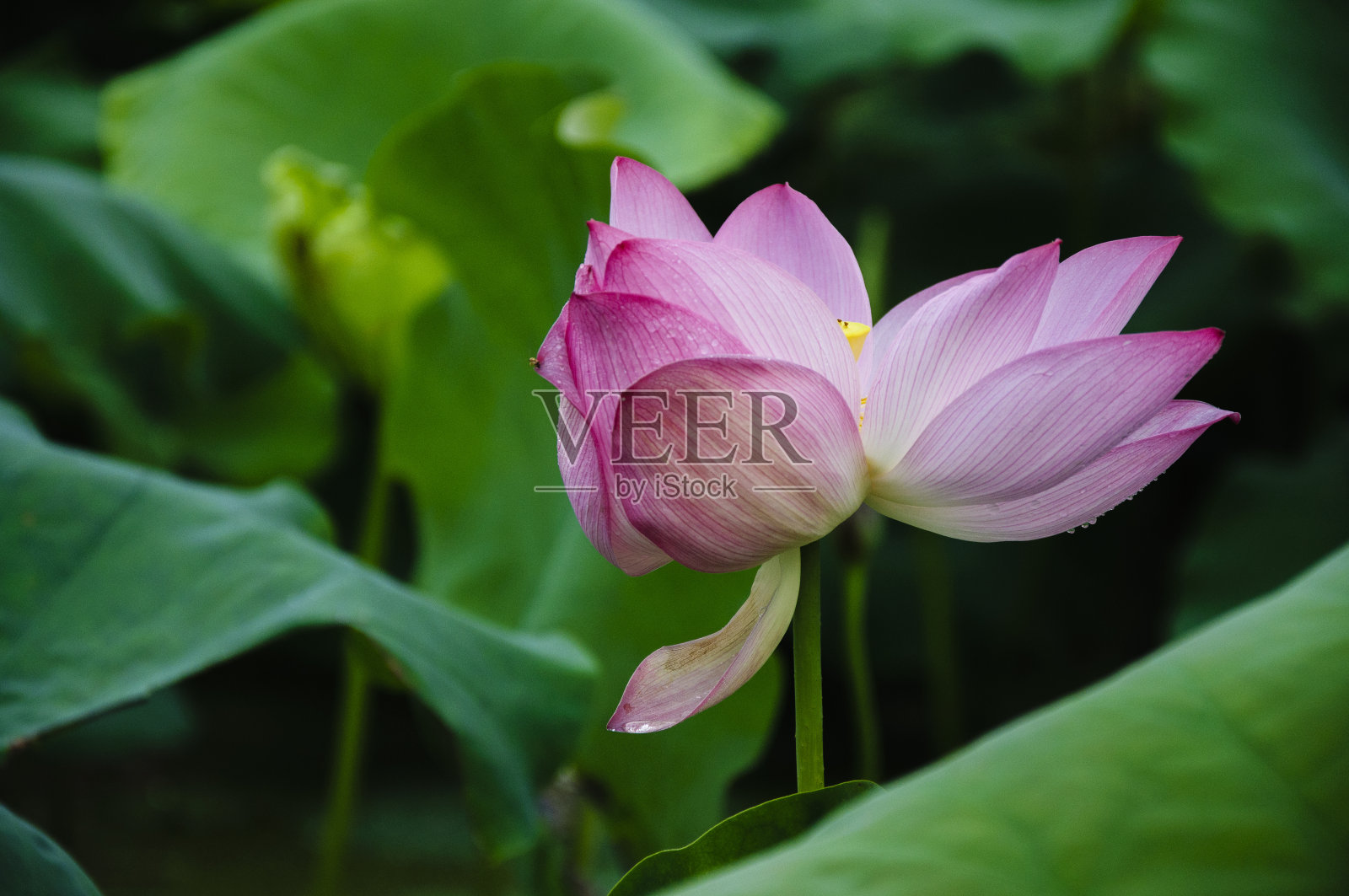 盛开的莲花照片摄影图片