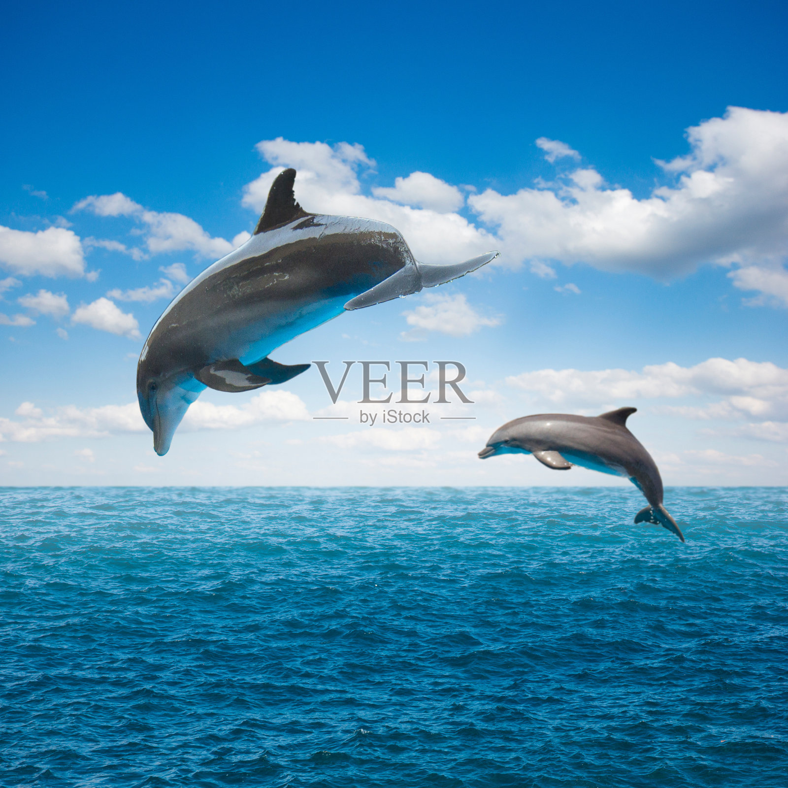 一对跳跃的海豚照片摄影图片