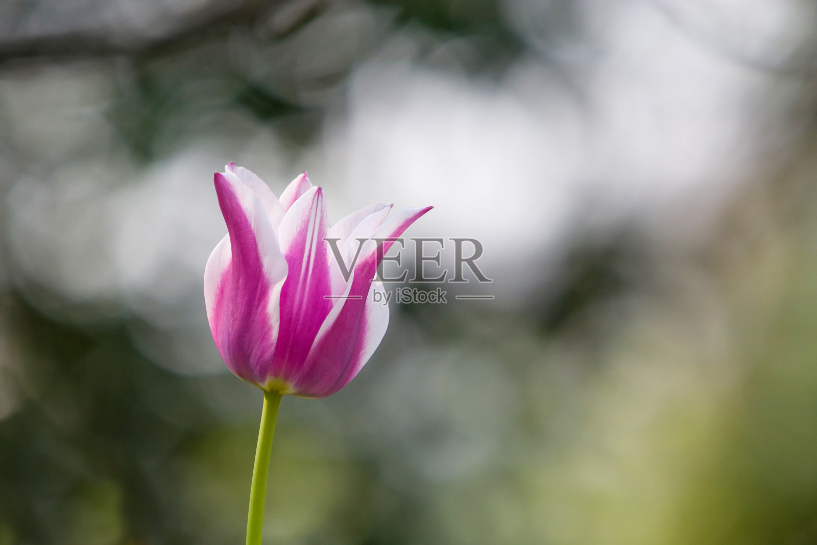 室外的紫色郁金香茎照片摄影图片