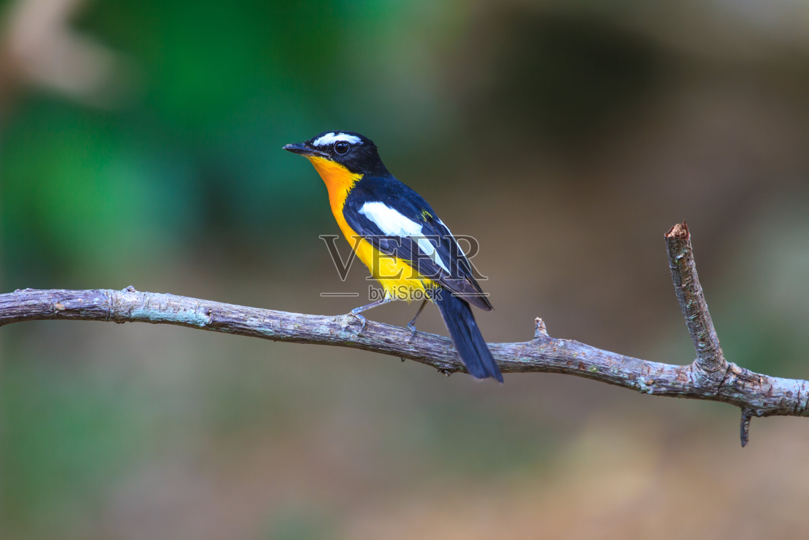 雄性黄臀鹟(Ficedula zanthopygia)照片摄影图片