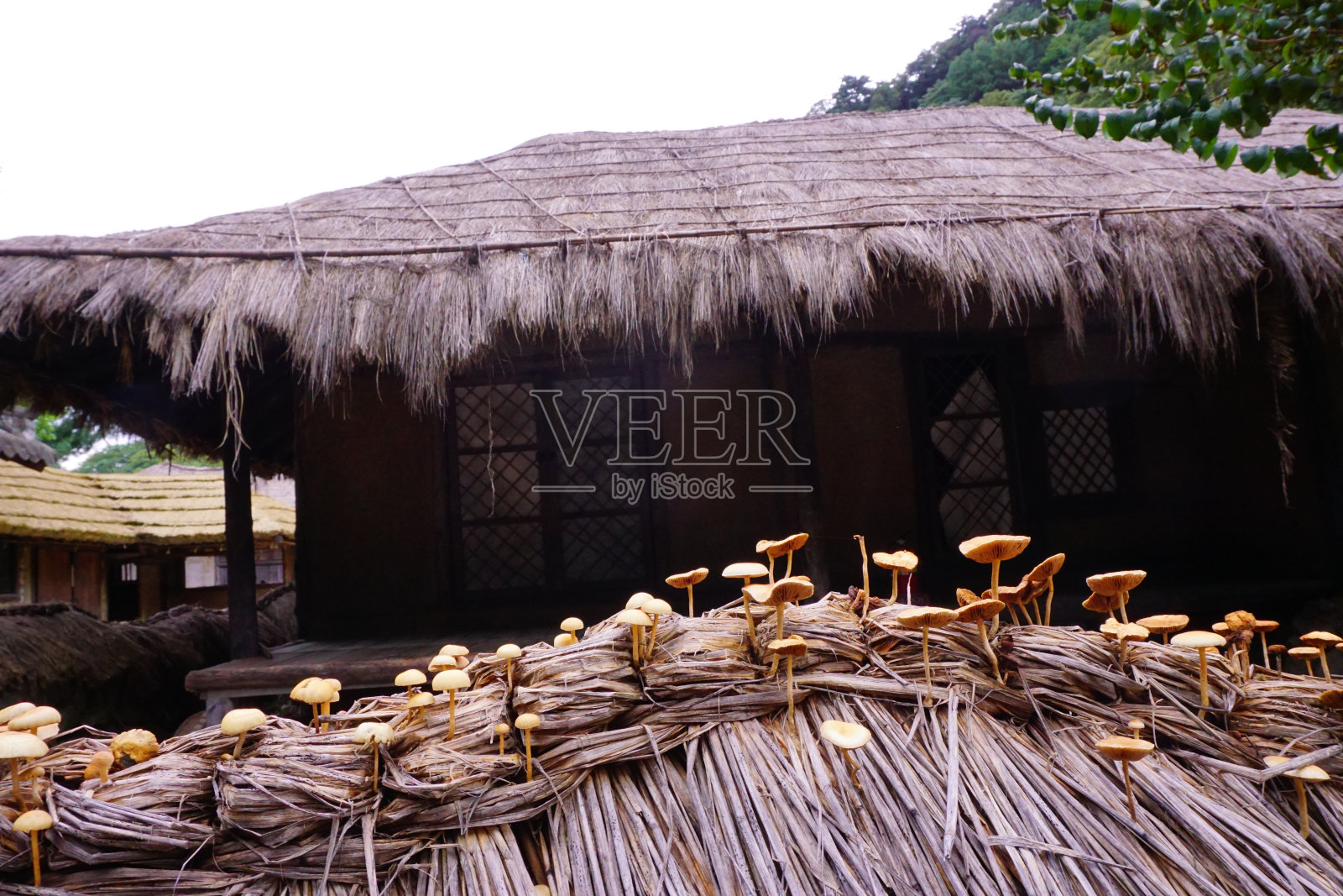 行了!照片摄影图片