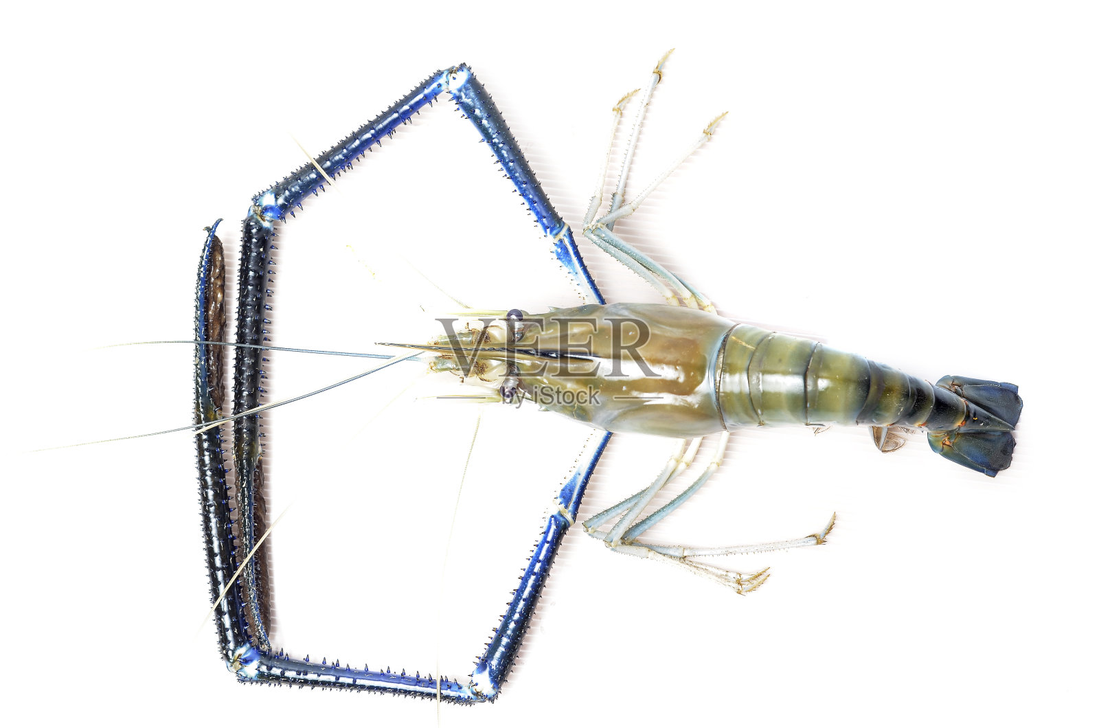 白底龙虾照片摄影图片