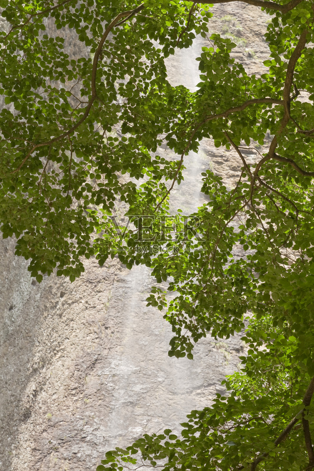 美丽的树枝瀑布照片摄影图片