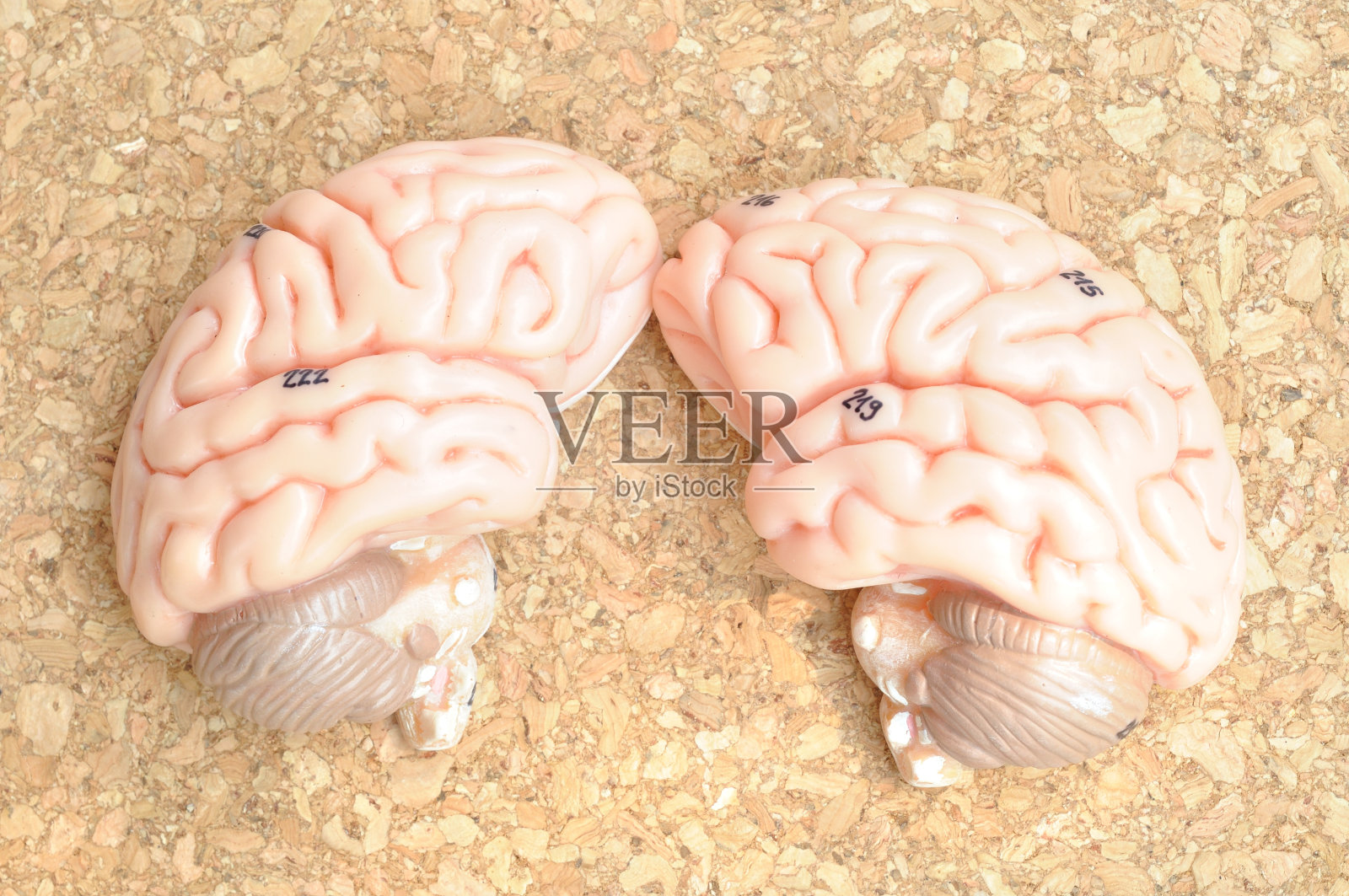 木制背景下的人脑照片摄影图片