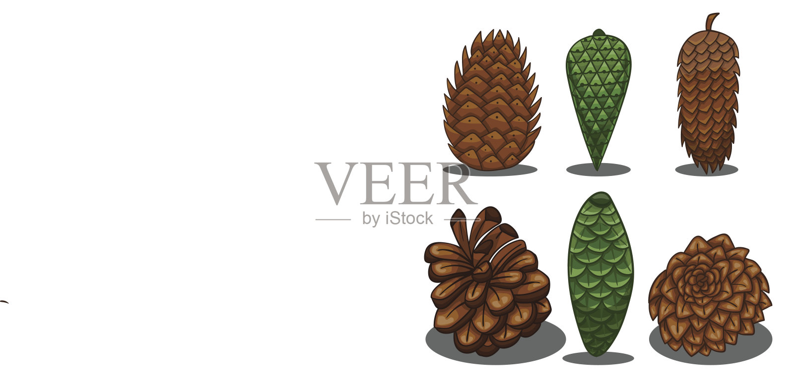 冷杉球果组插画图片素材